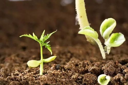 未來五年肥料研發(fā)重點(diǎn)聚焦 微生物菌肥與復(fù)合微生物肥料的創(chuàng)新之路