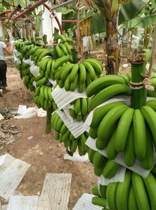 2015年峨眉綠地復(fù)合微生物肥料在云南香蕉種植中的施用效果與研發(fā)價(jià)值分析